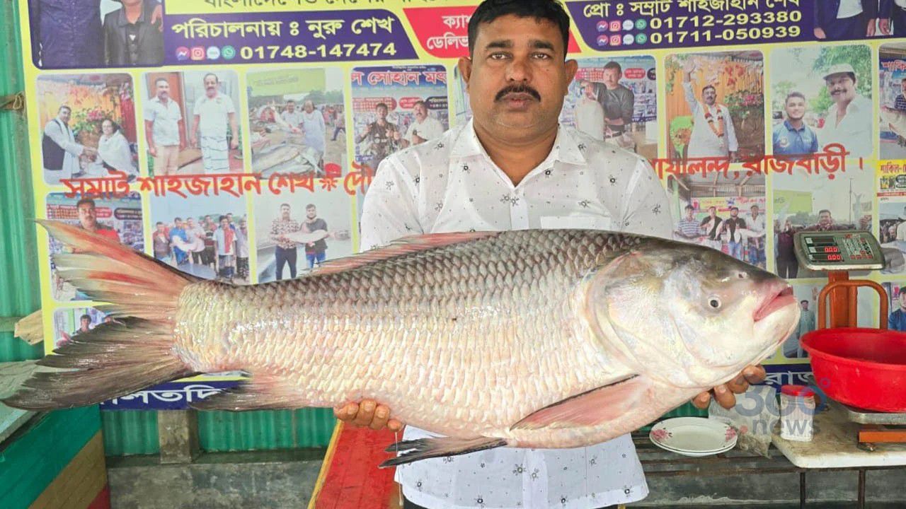 পদ্মায় ধরা ২২ কেজির কাতল, ভিডিও কলে বিক্রি অর্ধলাখ টাকায়